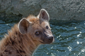 Spotted hyena (Crocuta crocuta). Bioparc, Valencia, Spain - obrazy, fototapety, plakaty