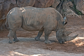 Obraz premium Rhino (Bioparc, Valencia, Spain)
