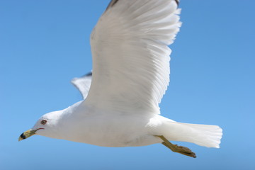 SEAGULLS FLYING