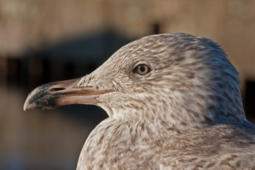 Close-up of young herring gull