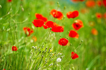 poppy flowers. green field