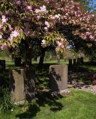 Co Laois, Rosenallis, 1700 Quaker Graveyard, Oldest In Ireland