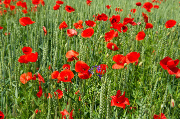 Fototapeta na wymiar poppy flowers. green field