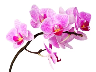 Türaufkleber Orchidee isolierte Orchidee