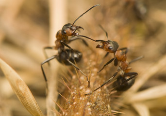 Formica rufa