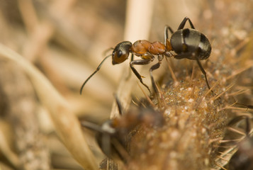 Formica rufa