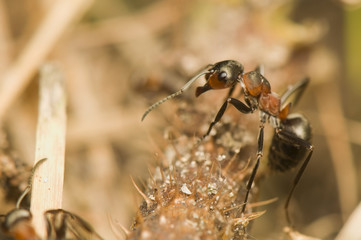 Formica rufa