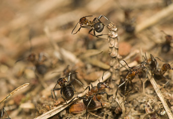 Formica rufa