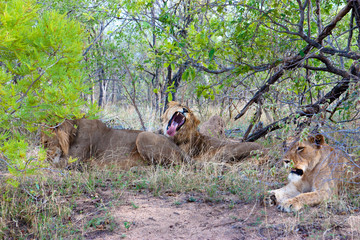 Lions in Kruger Park