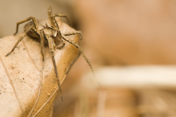 Pisaura mirabilis