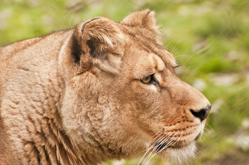 Stunning lioness relaxing on a warm day