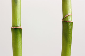 Obraz premium zwei stängel