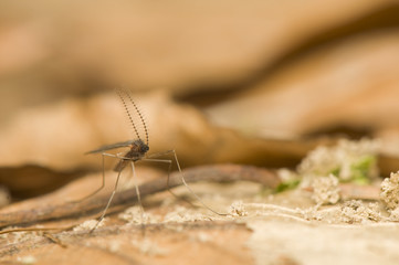 Culicidae, Cecidomyiidae