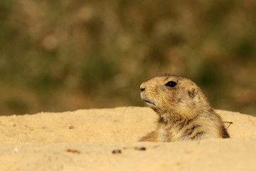 Prairie dog looking out its burrow