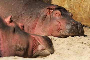 Two hippo's sleeping (focus on the one in the back)