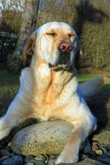 Labrador Bolle 0007