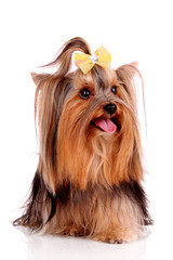 Yorkshire Terrier puppy isolated on white