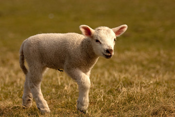 Obraz premium Lamb walking
