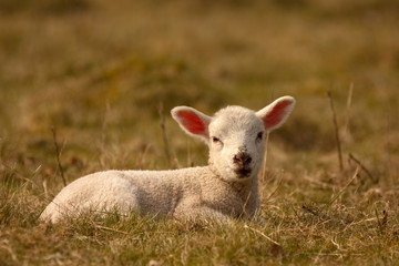 Lamb sitting