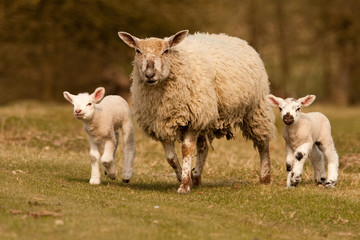 Obraz premium Sheep and lambs walking