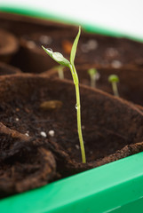 plant grow in a greenhouse
