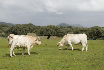 Vacas pastando en una dehesa.
