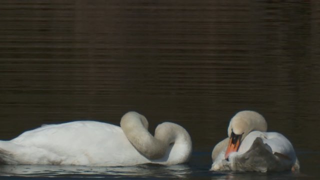 schw&auml;ne