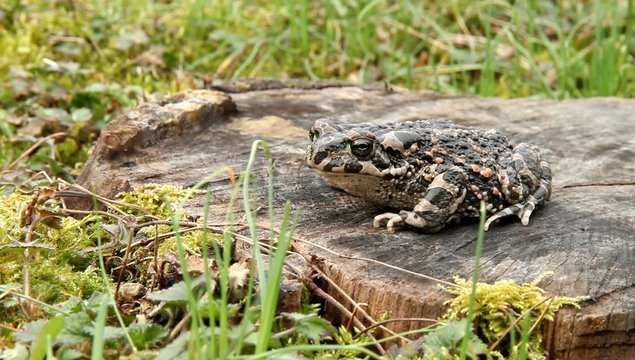 Wechselkr&ouml;te (Bufo viridis)