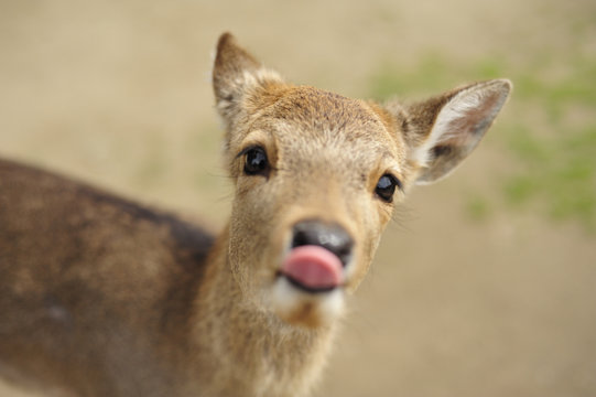 Deer at Nara, Japan