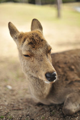Naklejka na ściany i meble Deer at Nara, Japan