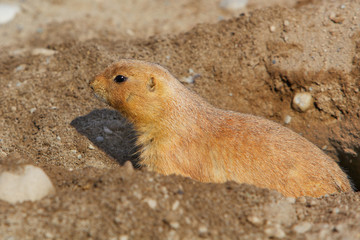 Prarie dog in his hole