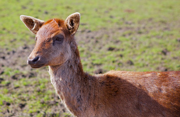 Young Red brown fallow deer
