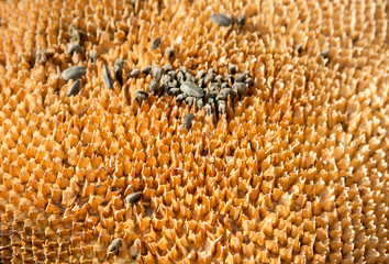 Ripe sunflower with seed