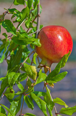 Fruit tree pomegranate