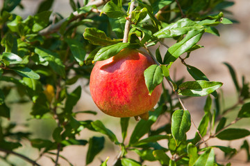 Fruit tree pomegranate