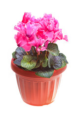Flower pink cyclamen