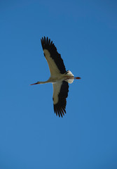 white stork flying