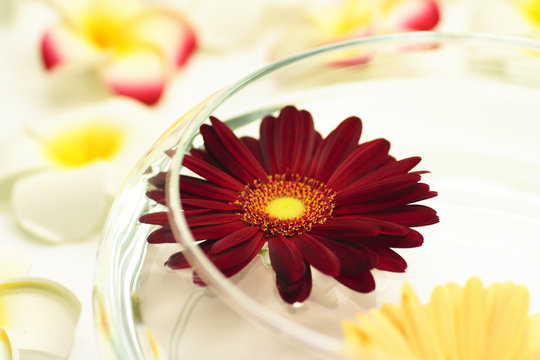 Fototapeta Floating flower