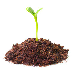 Young seedling growing in a soil.