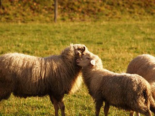 Fototapeta premium Schafe 3