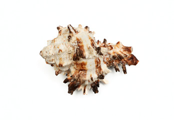 marine shell on a white background