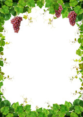 Grapevine frame with fresh pink grapes
