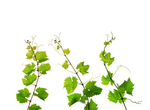 Three isolated branches of fresh grapevine