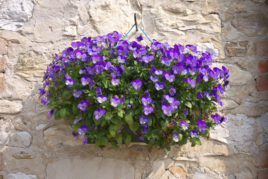 vaso con fiori viola di pans&egrave;