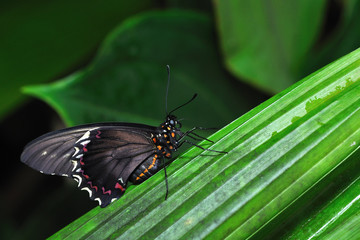 Black orange butterfly sitting on leaf