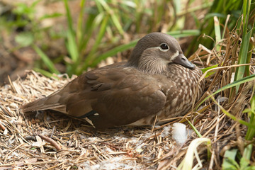 duck on nest 8575