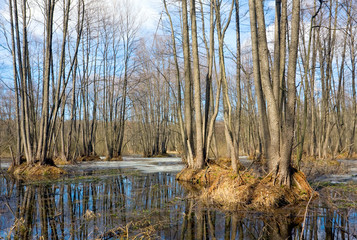 Trees on bog