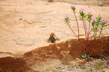 Agama 3 © pracedoma81