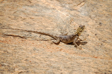 Agama 2 © pracedoma81