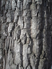 texture of a large tree